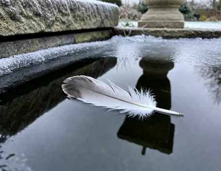 Come le anatre affrontano il gelo e dove hanno bisogno di una mano