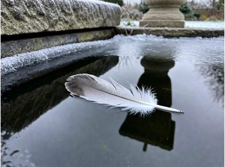 Come le anatre affrontano il gelo e dove hanno bisogno di una mano