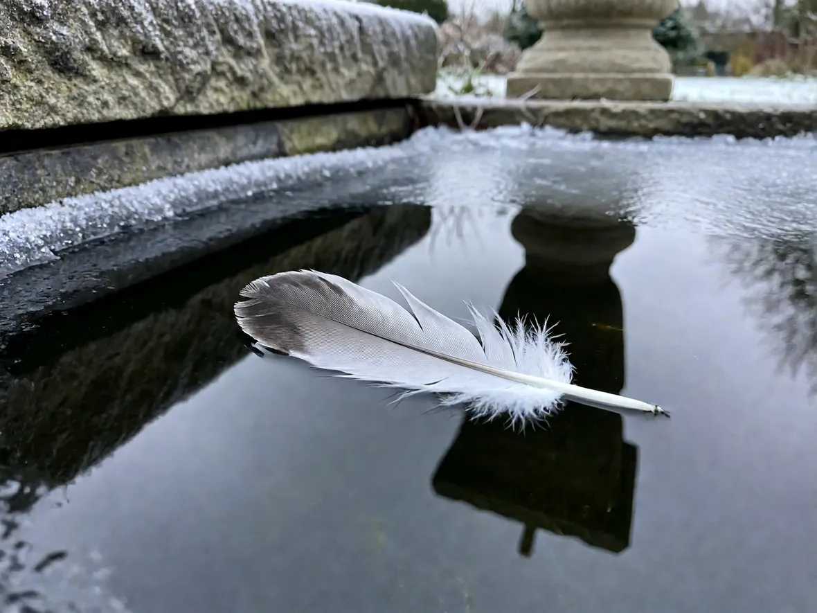 Come le anatre affrontano il gelo e dove hanno bisogno di una mano
