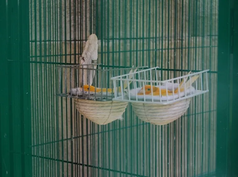Voliera con canarine intente alla cova