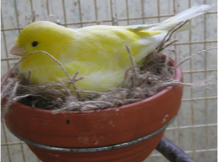 Cova di una singola canarina