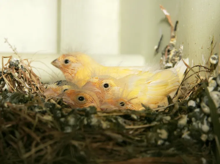 Piccoli di canarini già piumati