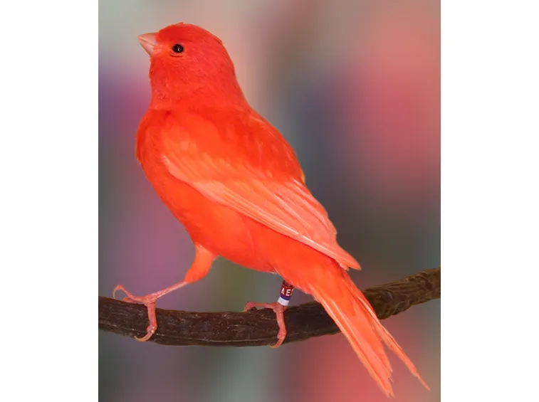 Bell'esemplare di canarino rosso