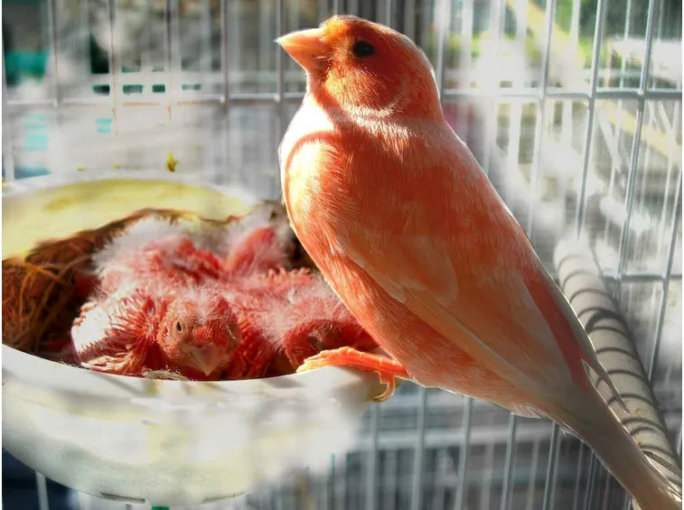 Canarina rossa con i piccoli