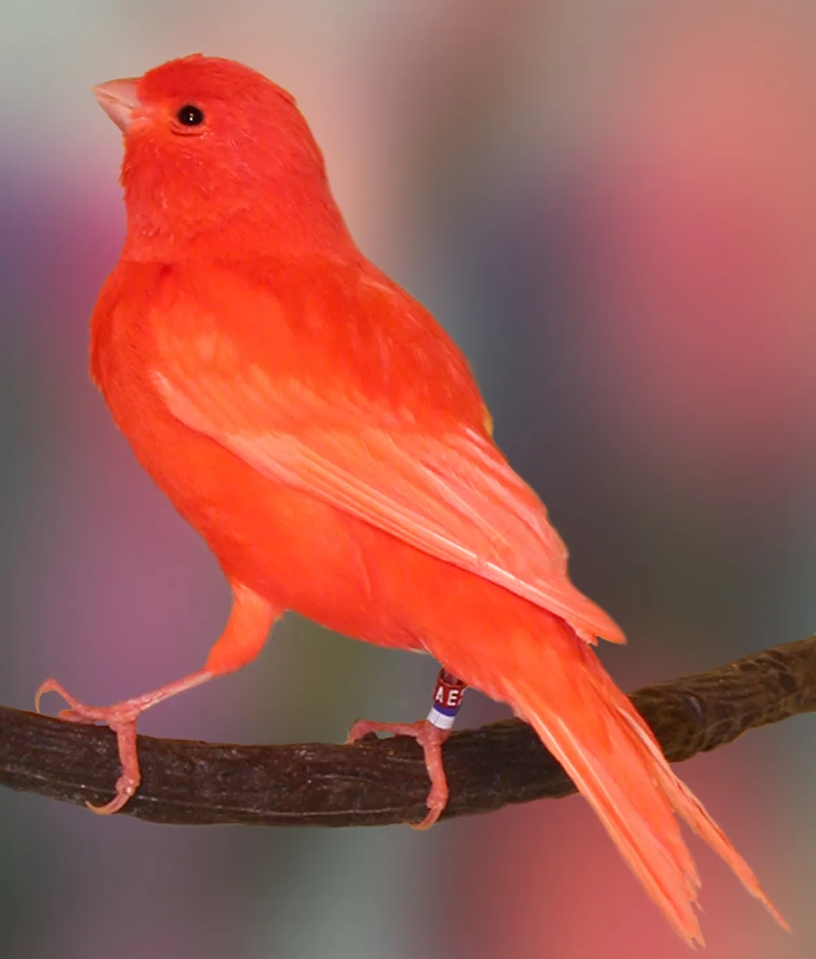 Bell'esemplare di canarino rosso