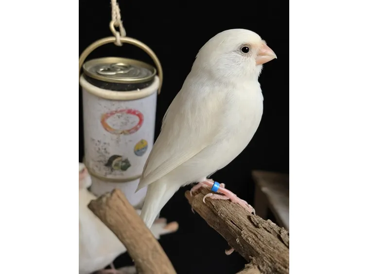 Un bel canarino bianco