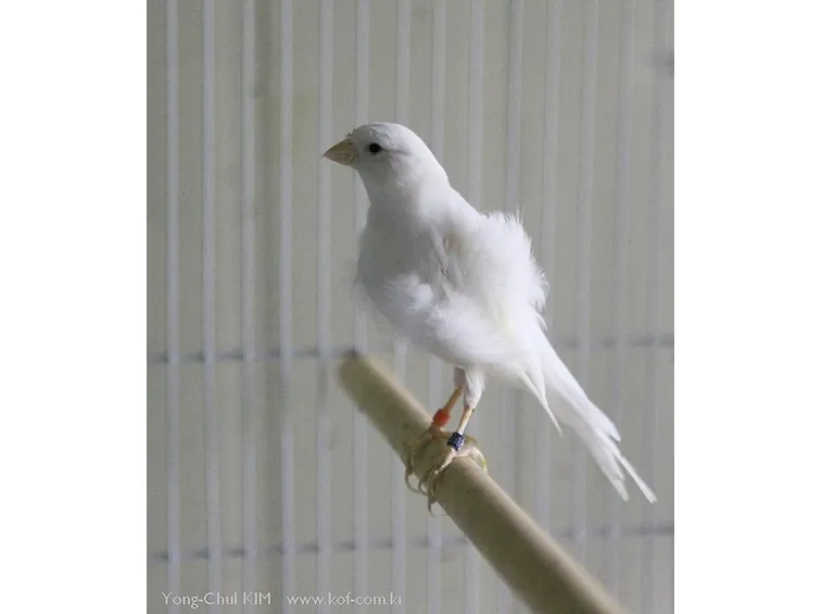 canary fiorino