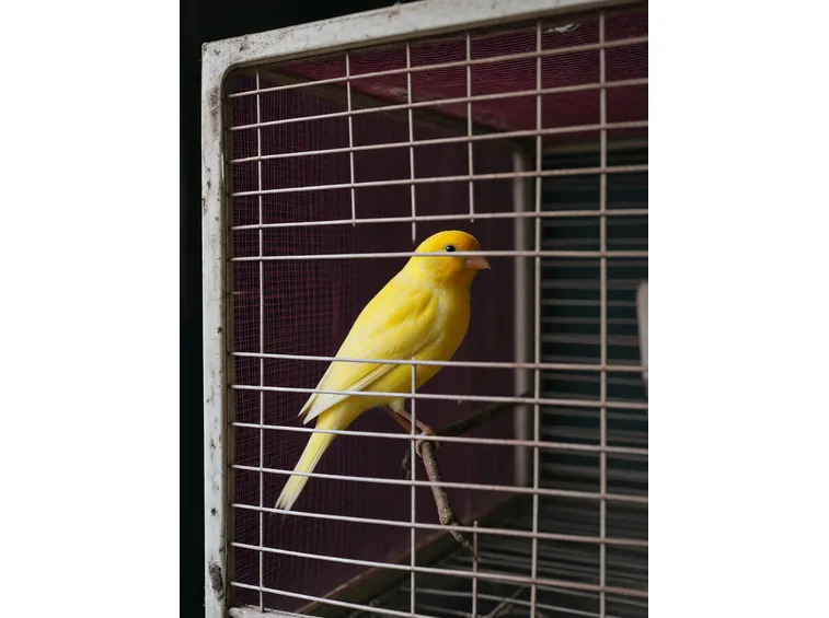 canarino giallo limone