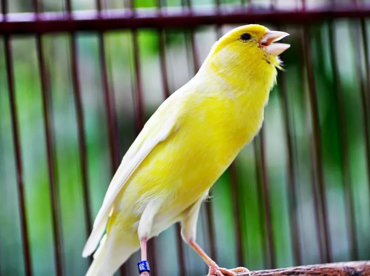 Canarino da canto