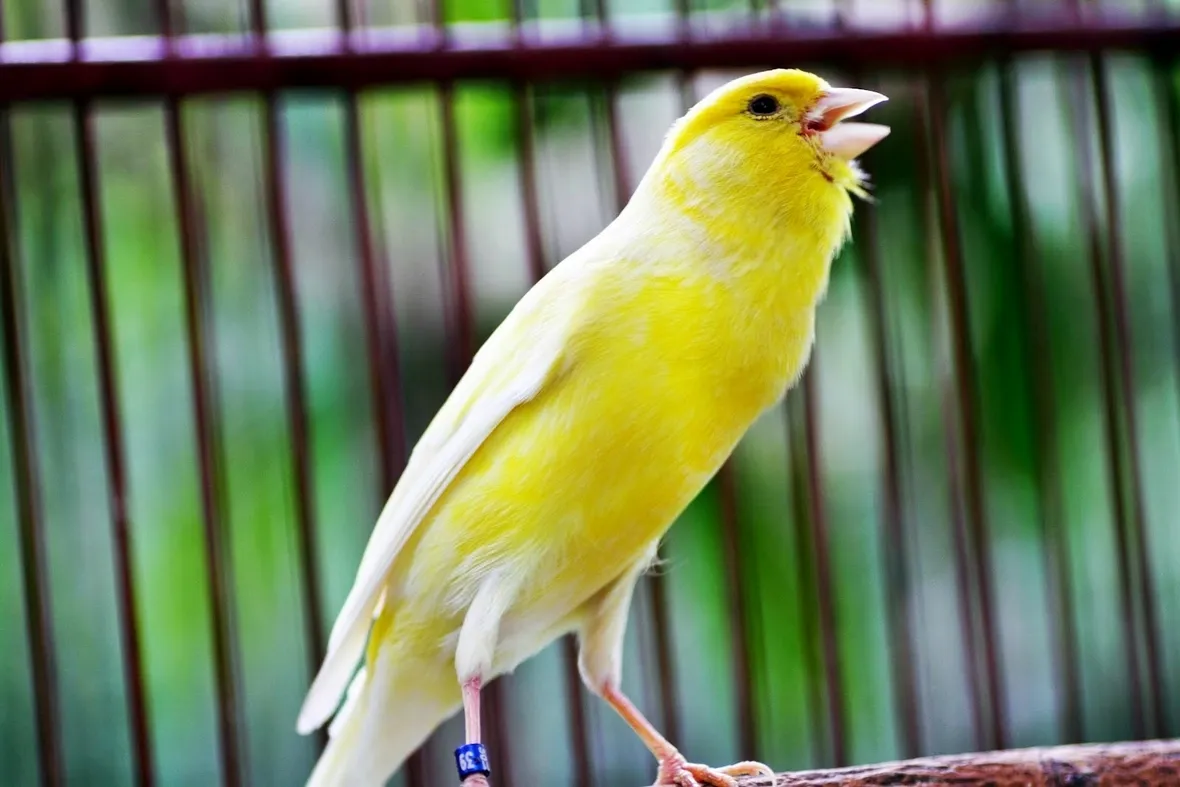 Canarino da canto