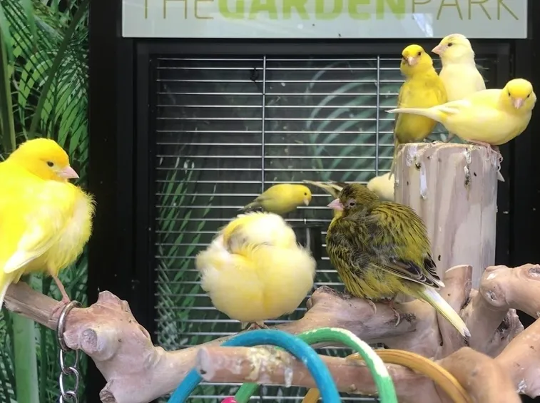 canarini