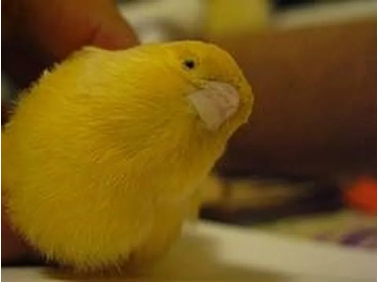 malattie canarino