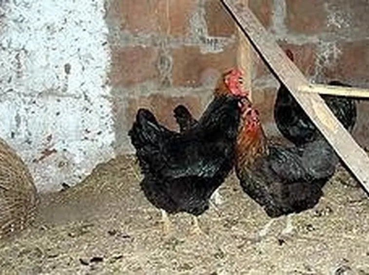 allevamento galline biologiche