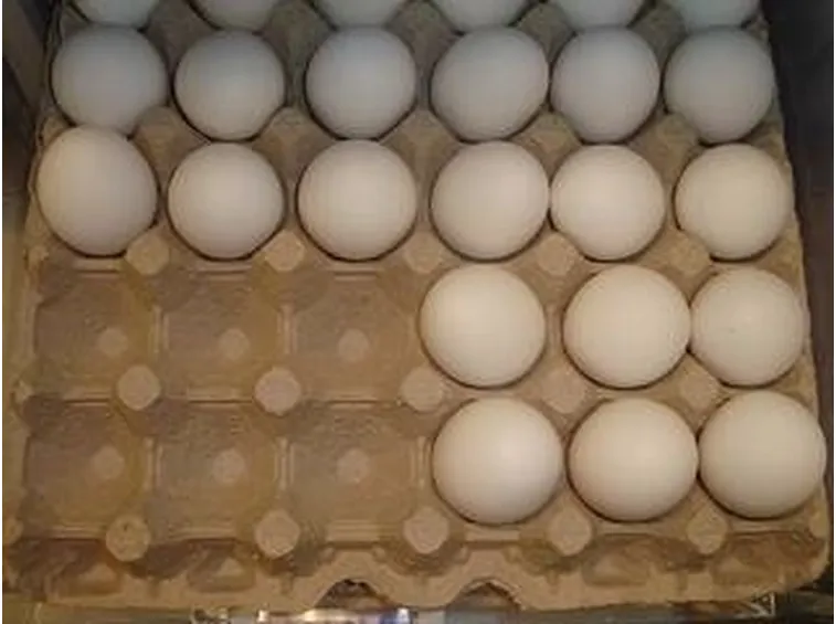 allevamento galline biologiche