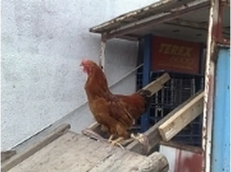 Allevamento galline ovaiole