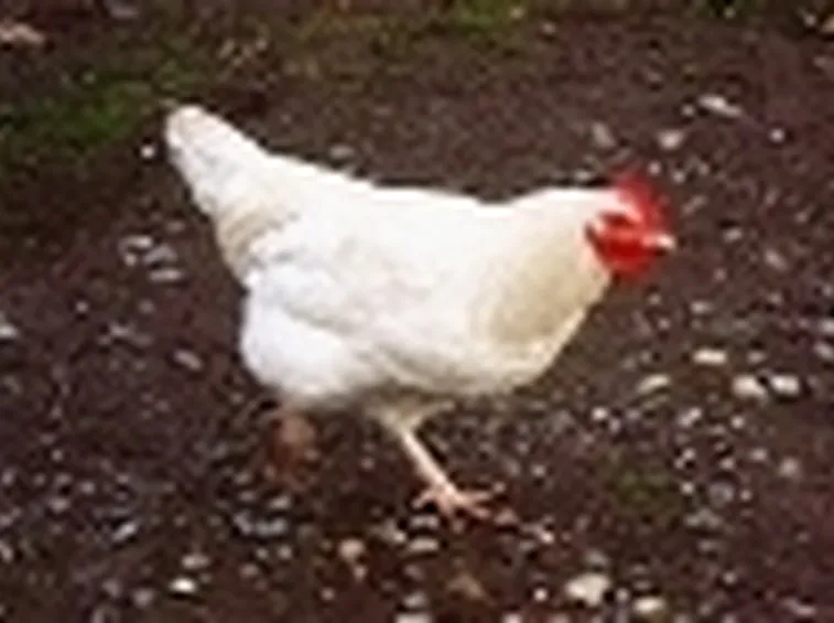 Allevamento galline ovaiole