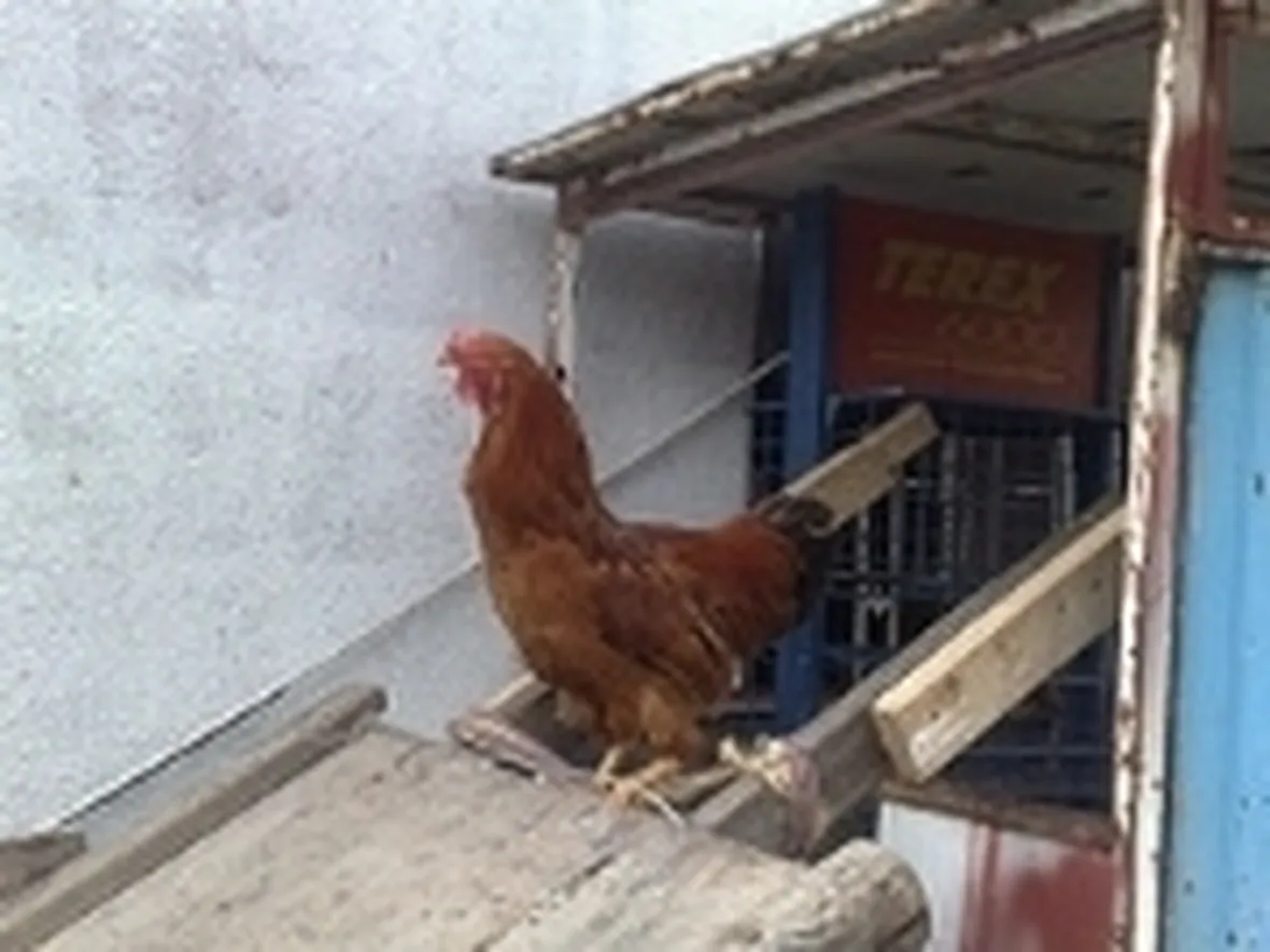Allevamento galline ovaiole