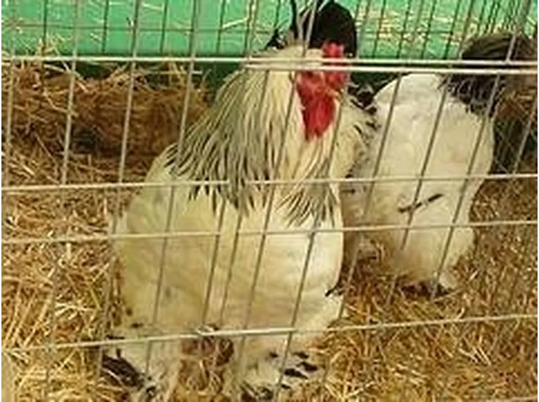 gabbia galline ovaiole