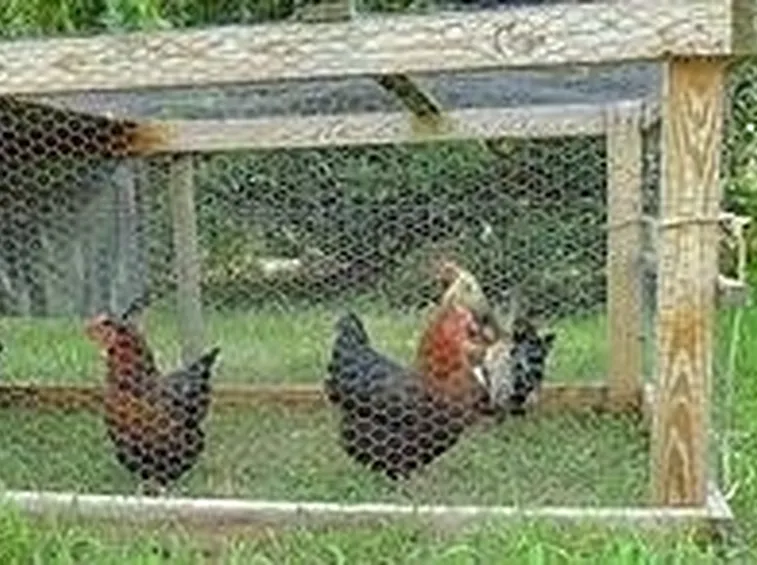 gabbia galline ovaiole