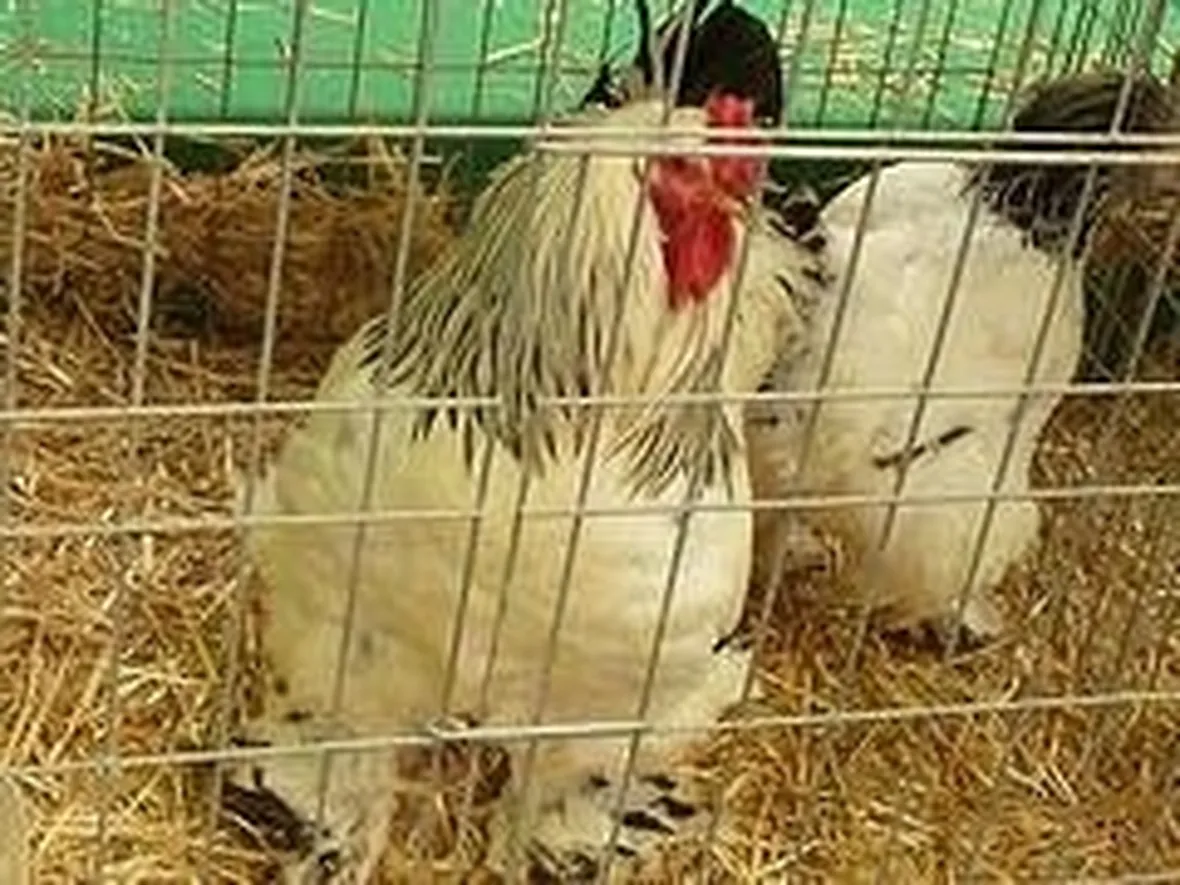 gabbia galline ovaiole