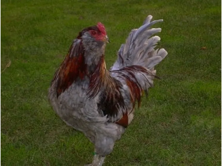 gallina