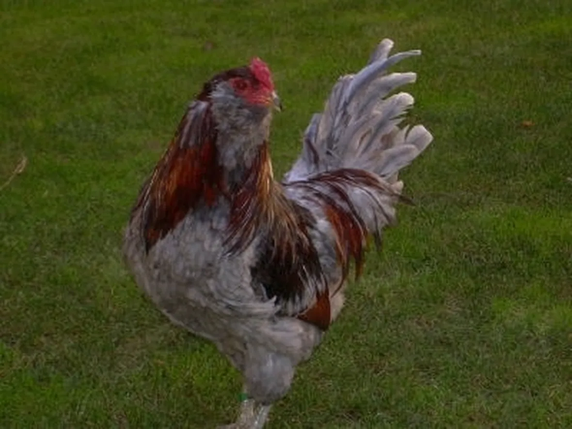 gallina