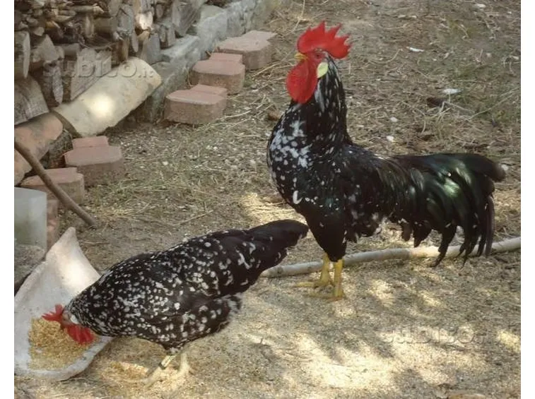 gallina ancona