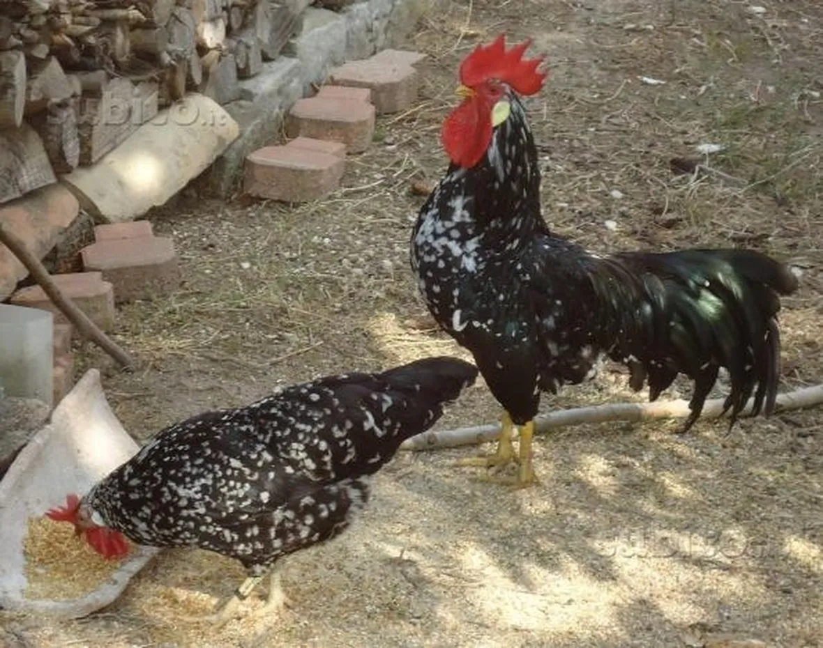 gallina ancona