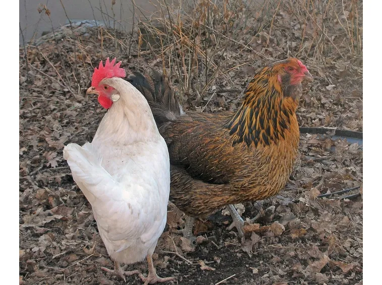 gallina araucana