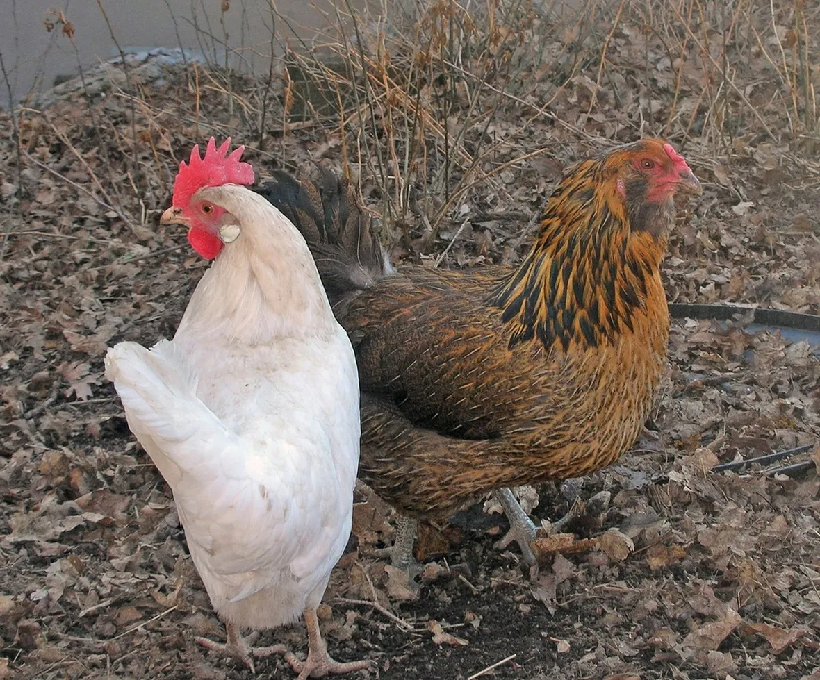 gallina araucana
