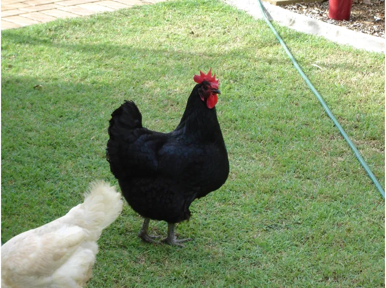gallina