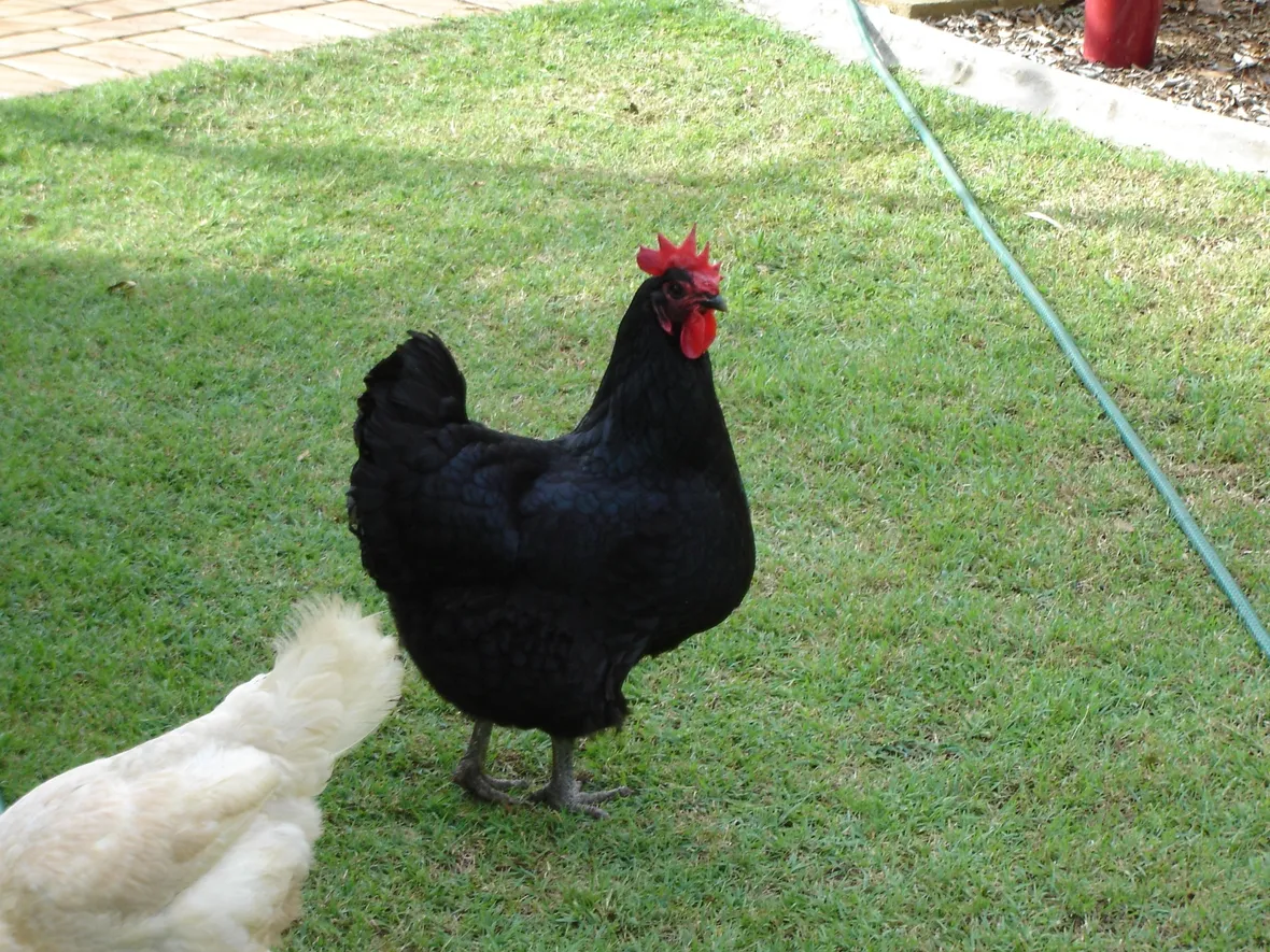 gallina