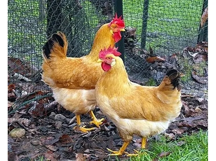 gallina piemontese