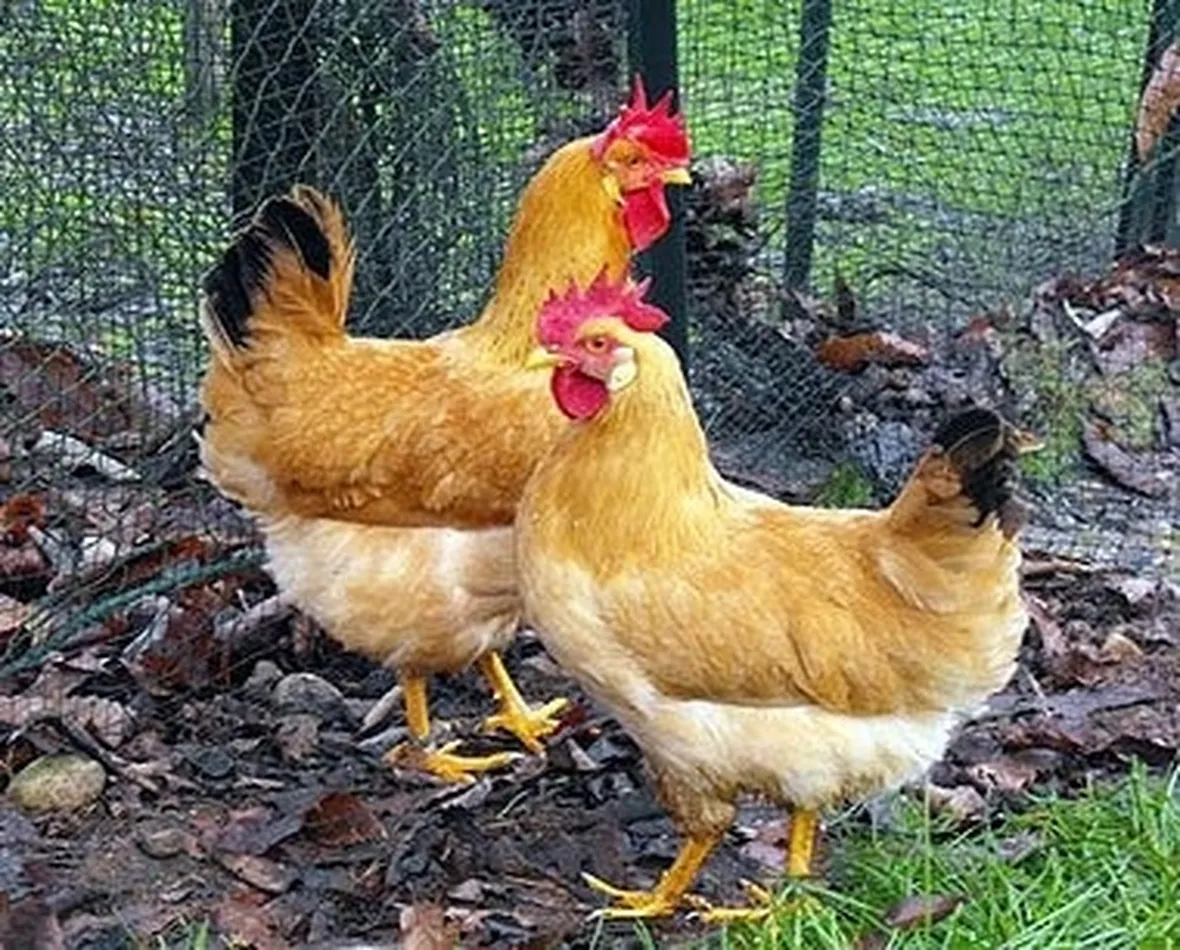 gallina piemontese