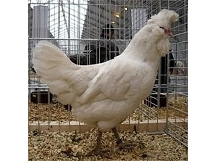 polverara