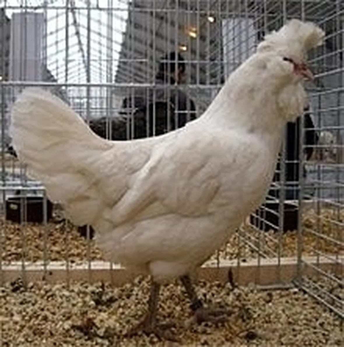 polverara