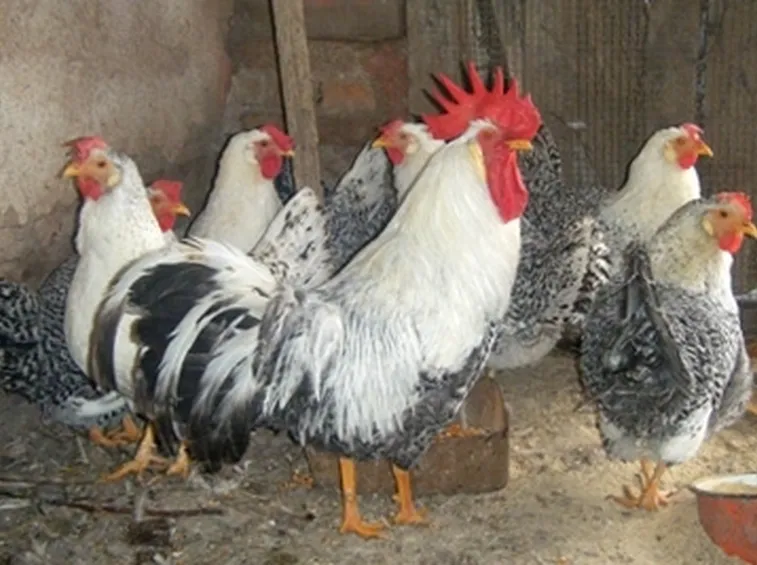 gallina
