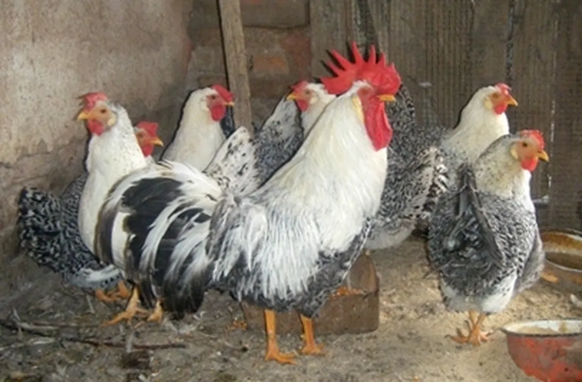 gallina