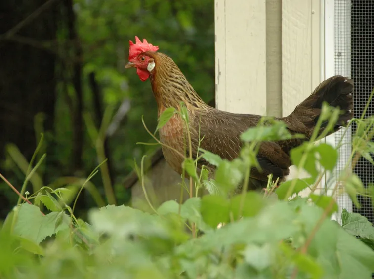 Esemplare di gallina livornese