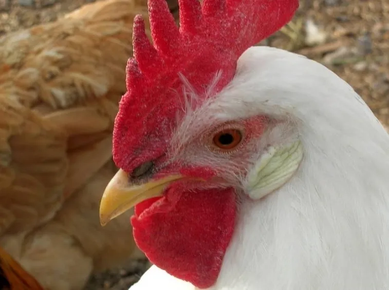 Primo piano di una gallina livornese