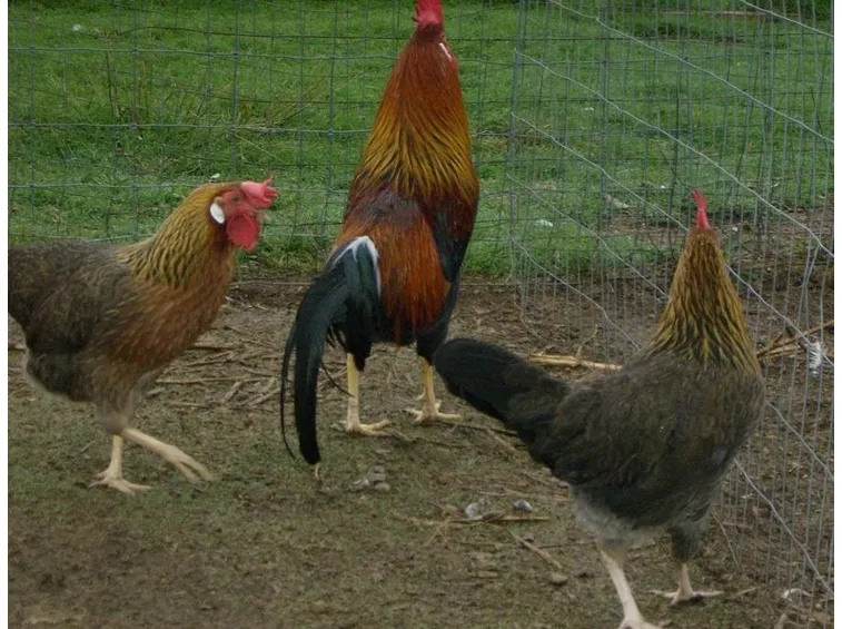 Galline livornesi