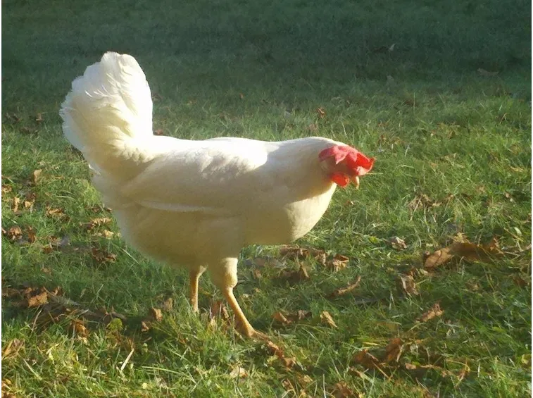 Gallina livornese allevata all'aria aperta