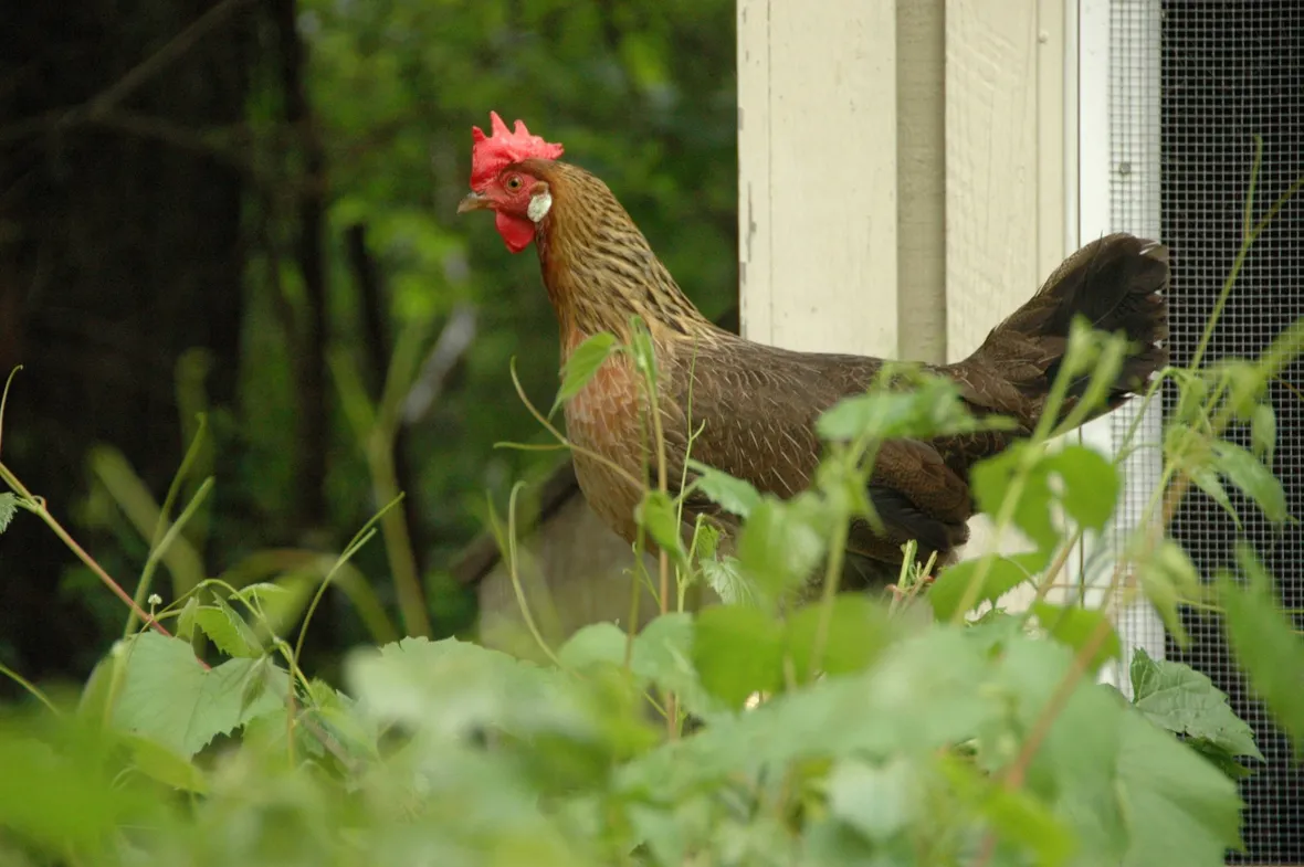 Esemplare di gallina livornese