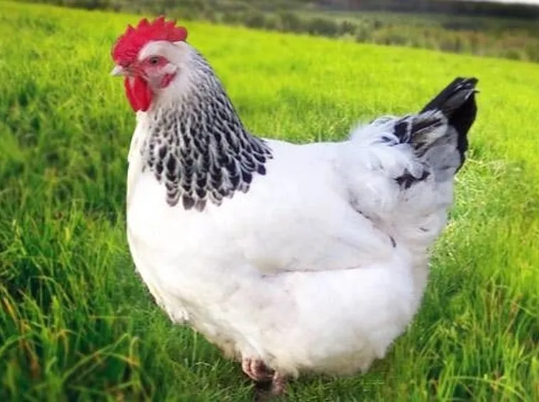 Esemplare di gallina comune