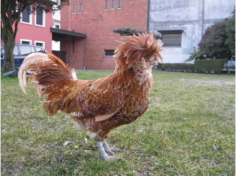 Gallina padovana col ciuffo