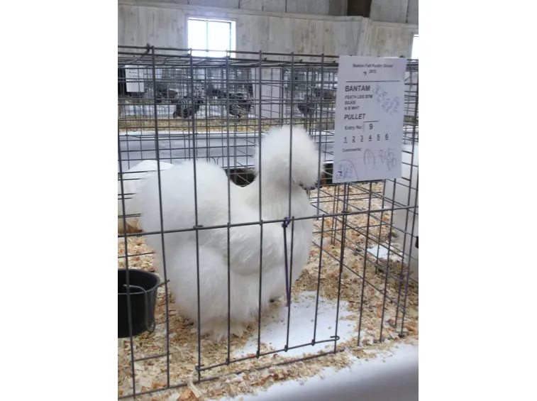 Gallina in esposizione