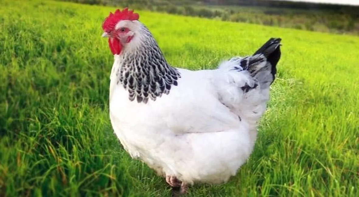 Esemplare di gallina comune