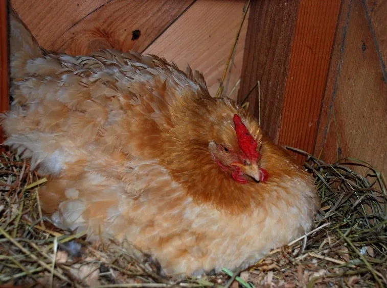Gallina intenta alla cova