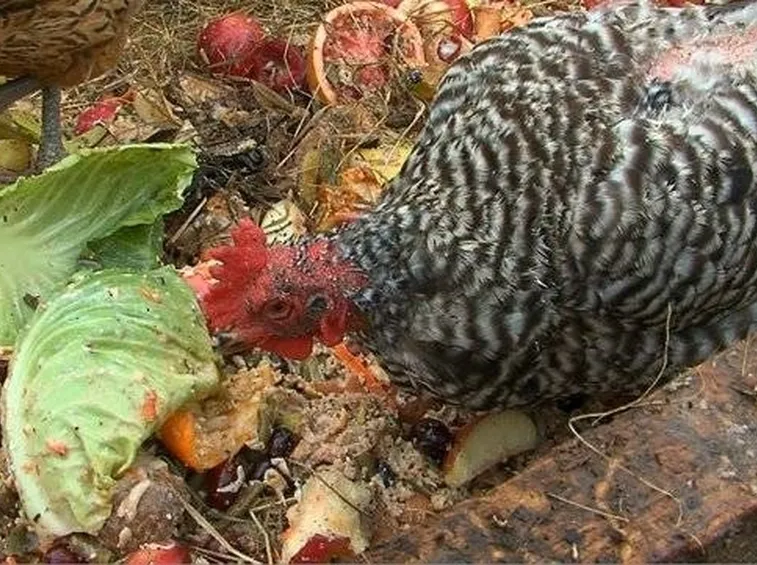 Gallina che mangia avanzi