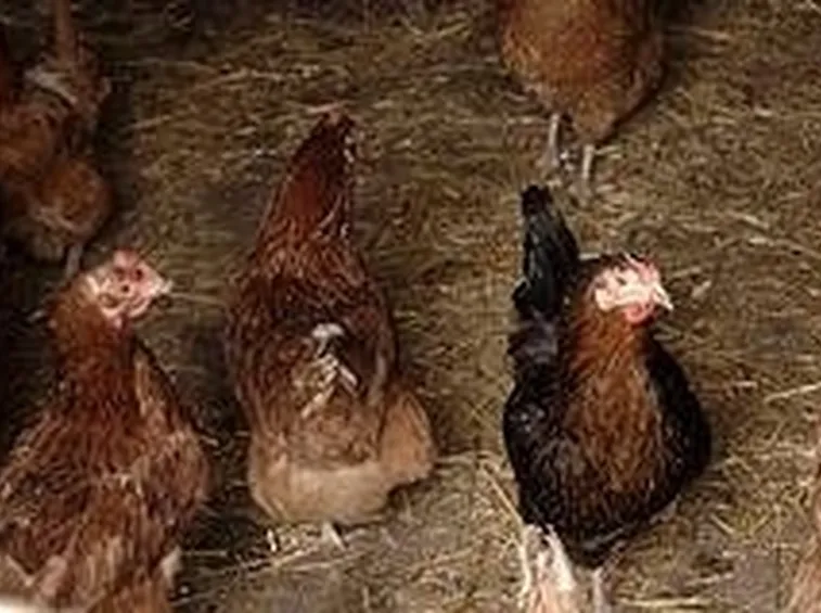galline ovaiole